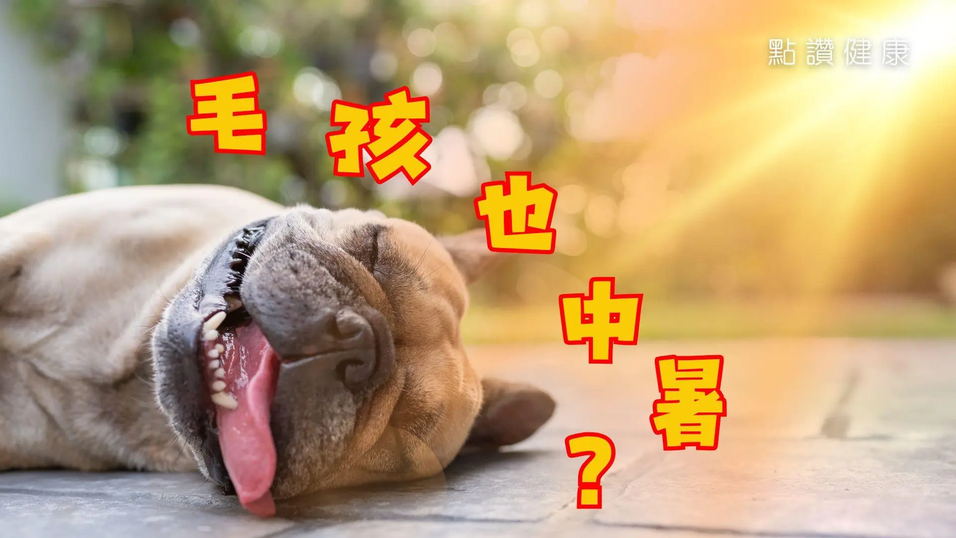 🐾 香港夏日寵物中暑全指南：貓狗散熱方法、症狀與急救措施: 