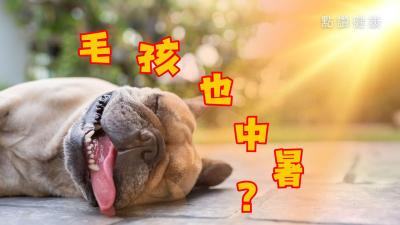 🐾 香港夏日寵物中暑全指南：貓狗散熱方法、症狀與急救措施