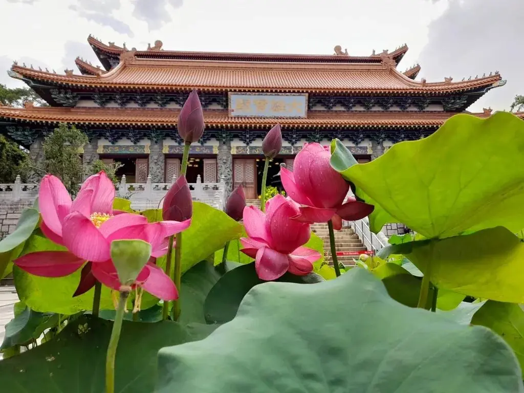 2026香港荷花展